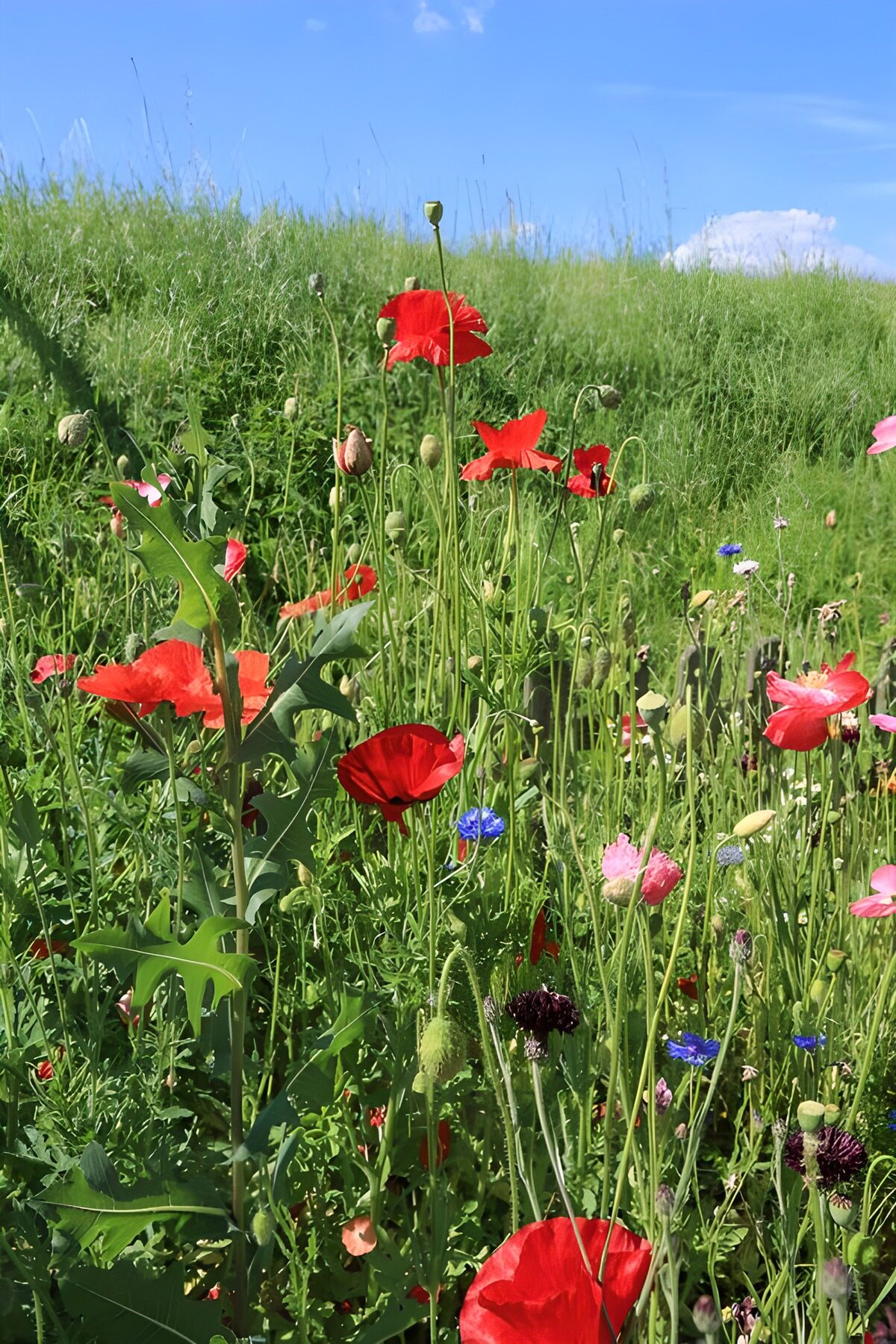 wunderschöne rote, blaue und rosarote Wildblumen 