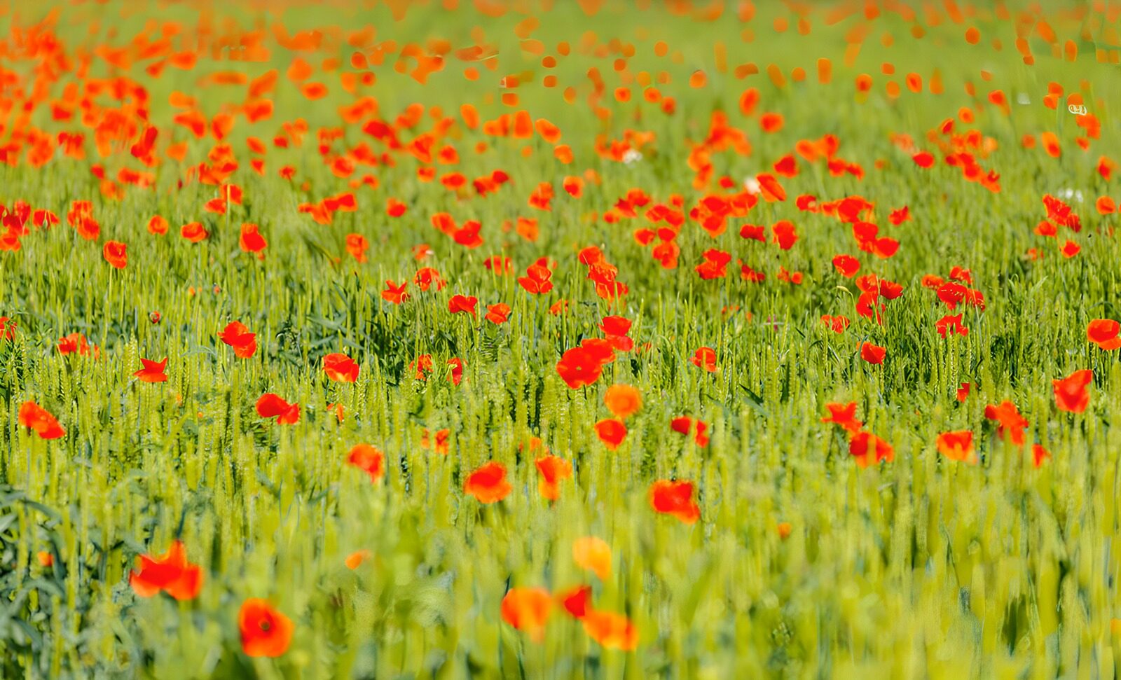 TPDE84866: Blühendes Mohnfeld im Sommer