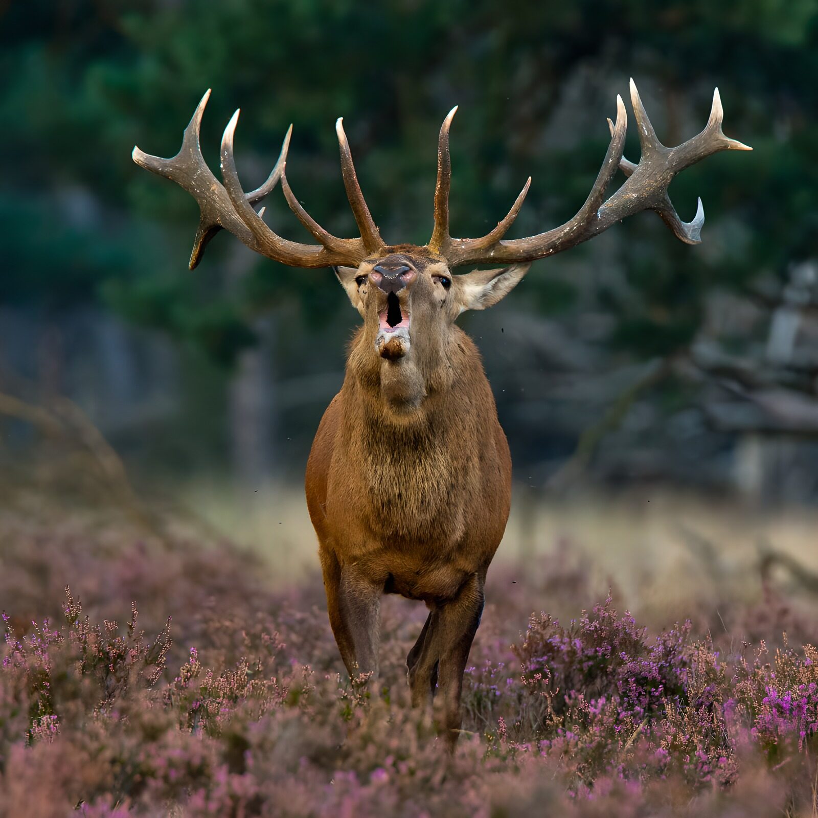 TPDE45600: Röhrender Hirsch in blühender Heide