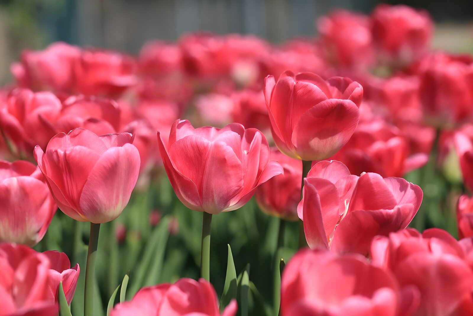 TPDE32709: rosarote Triumph-Tulpen