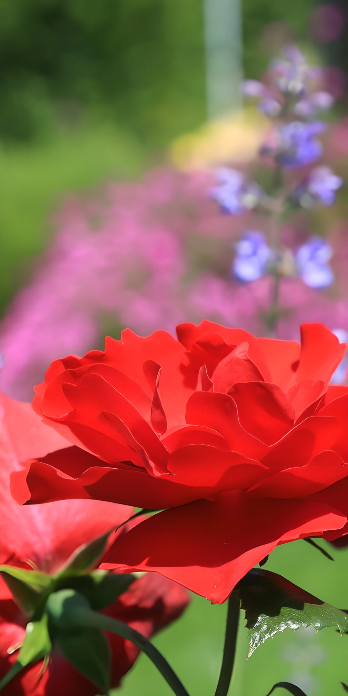 TPDE95465: Schöne rote Rose im Garten