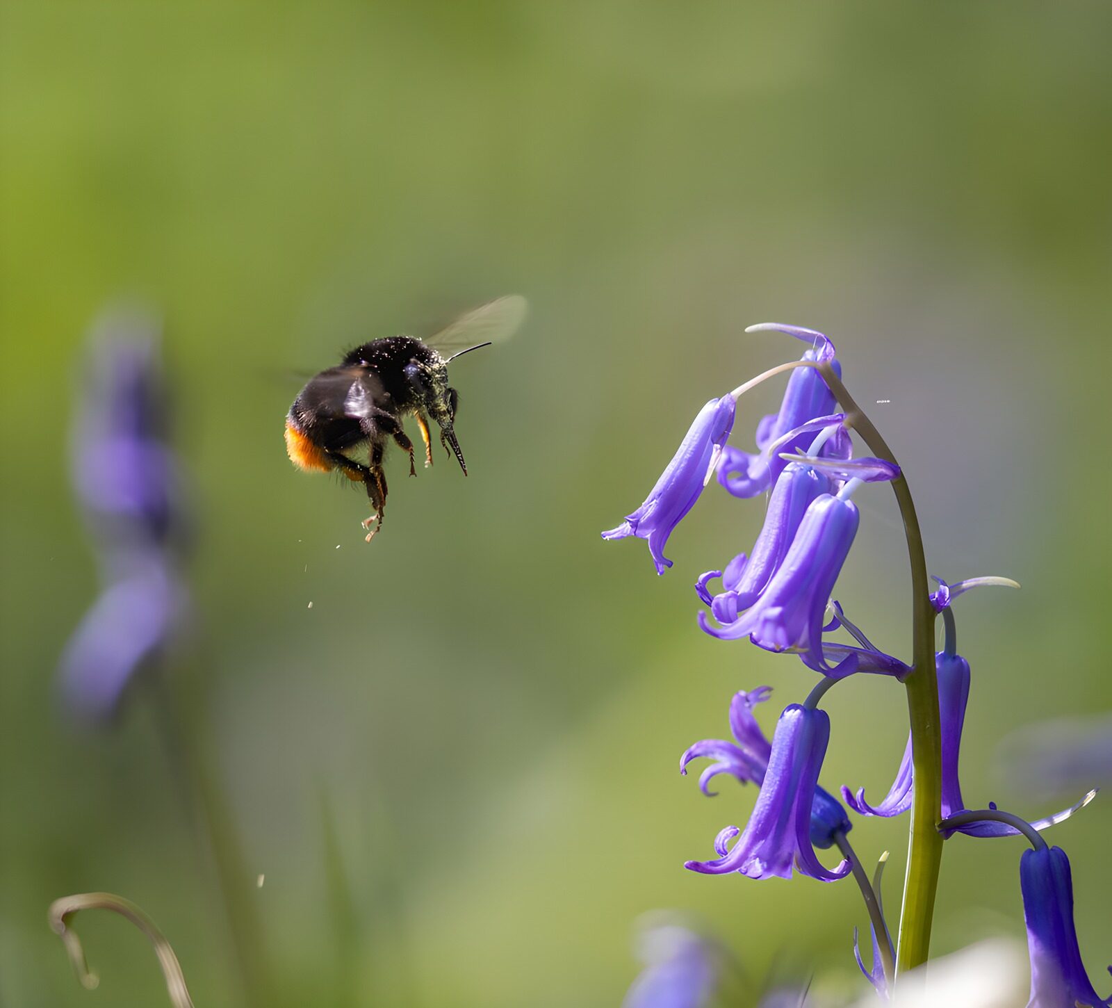 TPDE64269: Hummel im Flug zur blauen Blume