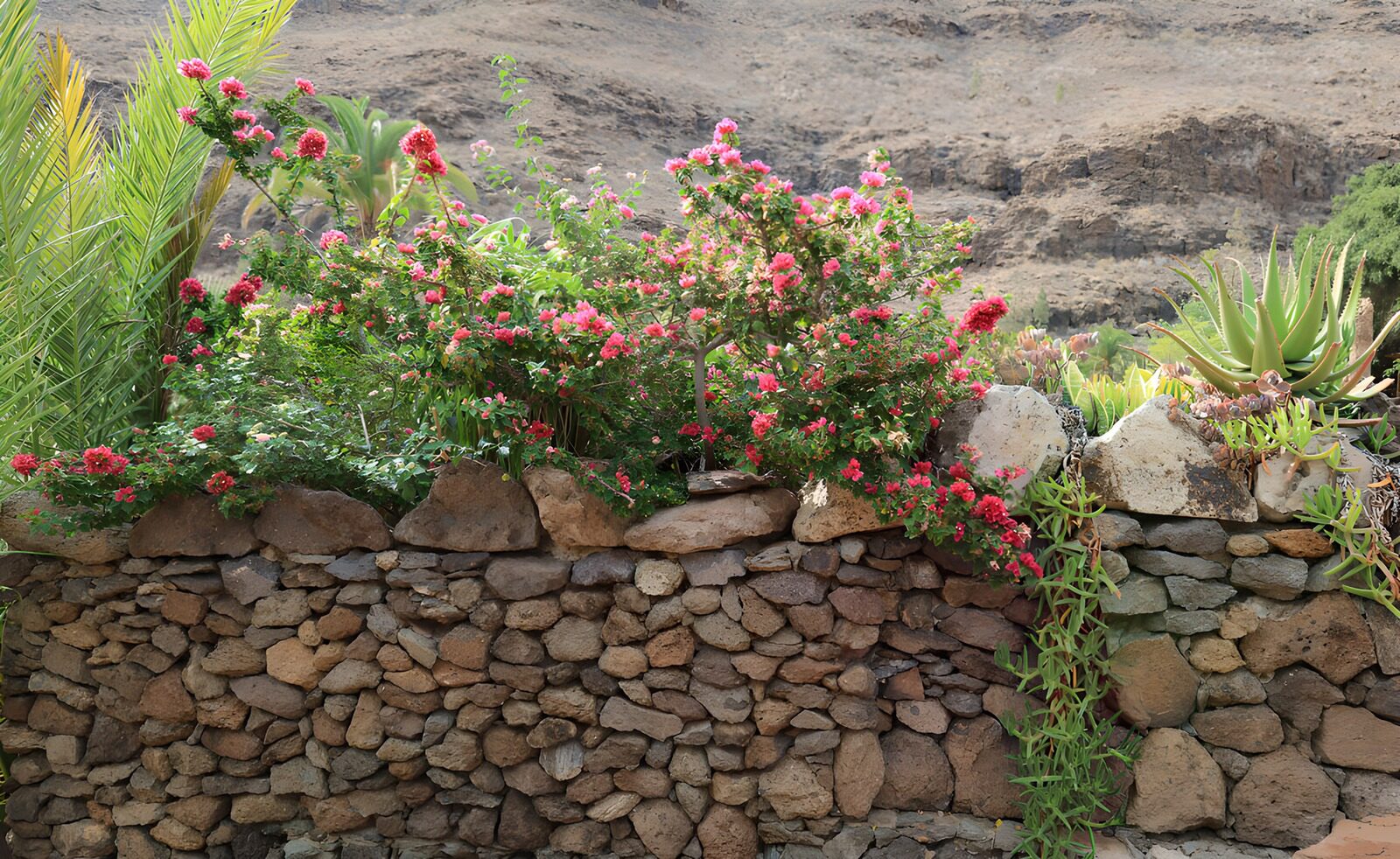 TPDE42491: : Blühende Pflanzen über Natursteinmauer