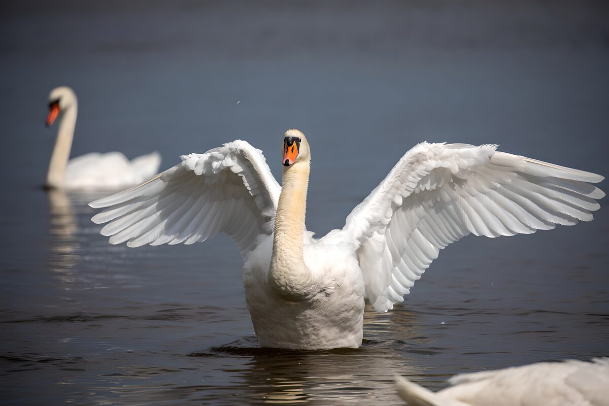 TPDE63402: Schwan im Wasser mit ausgebreiteten Flügeln