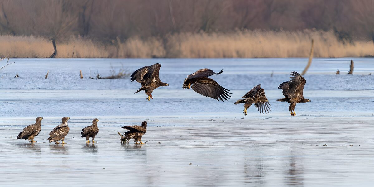 TPDE64216: Weißkopfseeadler in Aktion