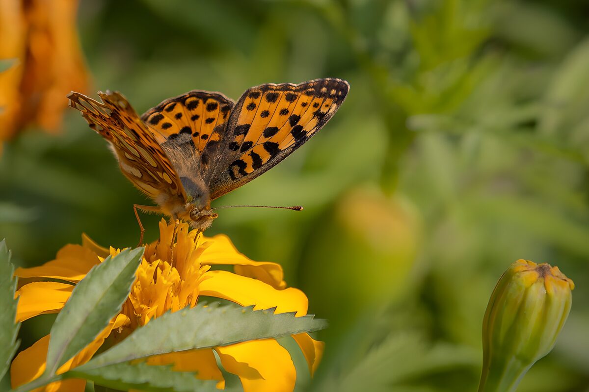 TPDE67358: Schmetterling auf gelber Blüte