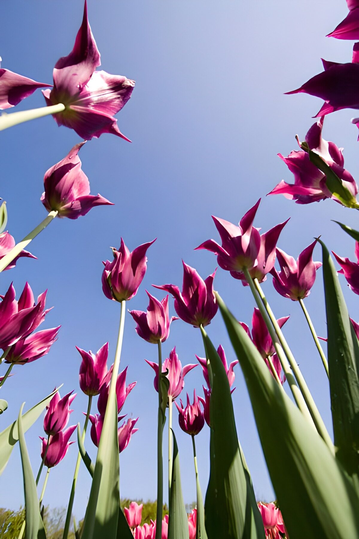violette lilienblütige Tulpen