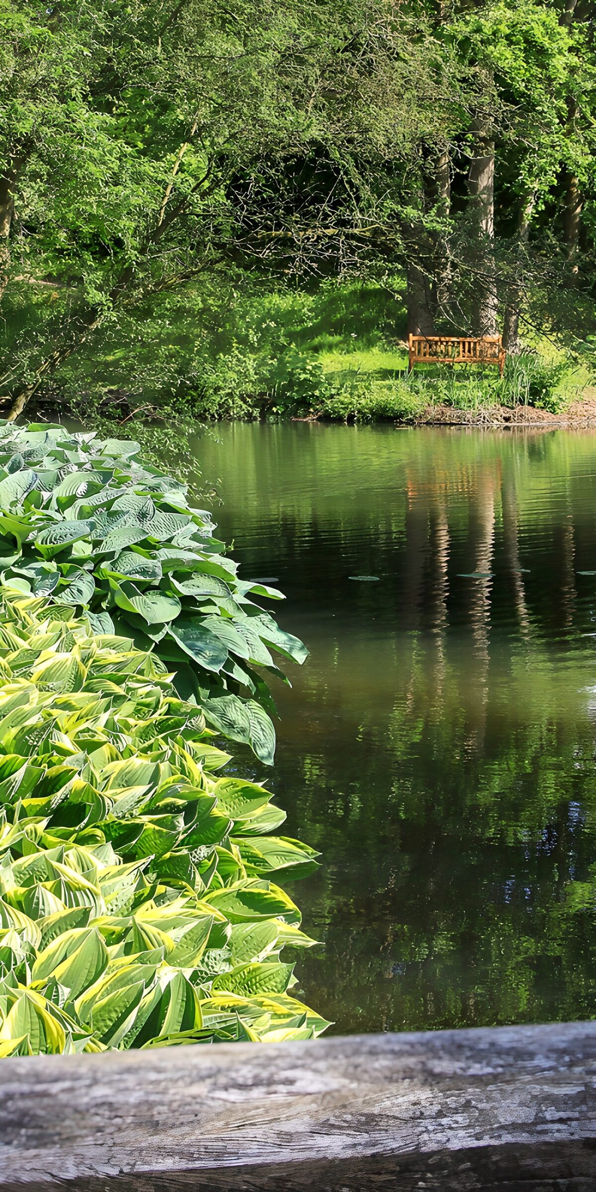 TPDE53859: Friedlicher Teich im Grünen