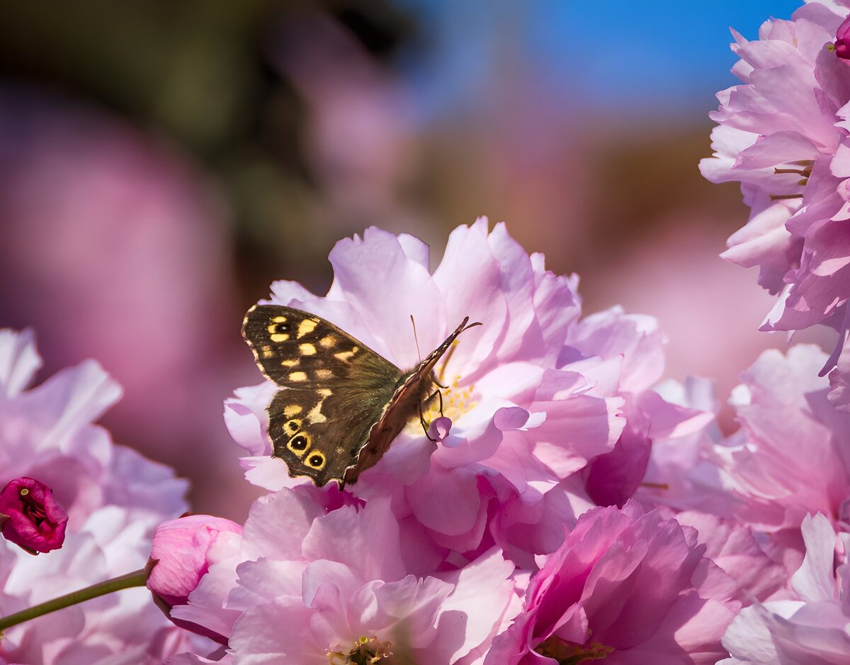 Schmetterling auf rosa Blüten