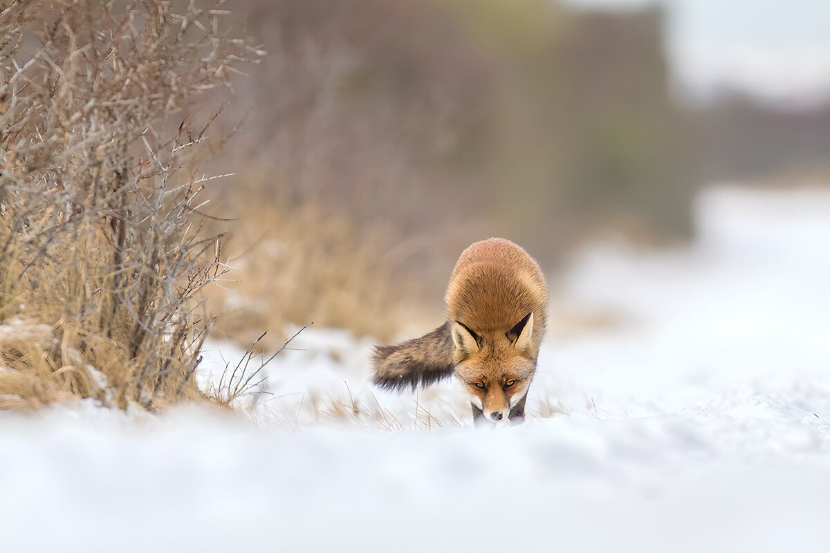 TPDE20152: Schleichender Fuchs im Schnee
