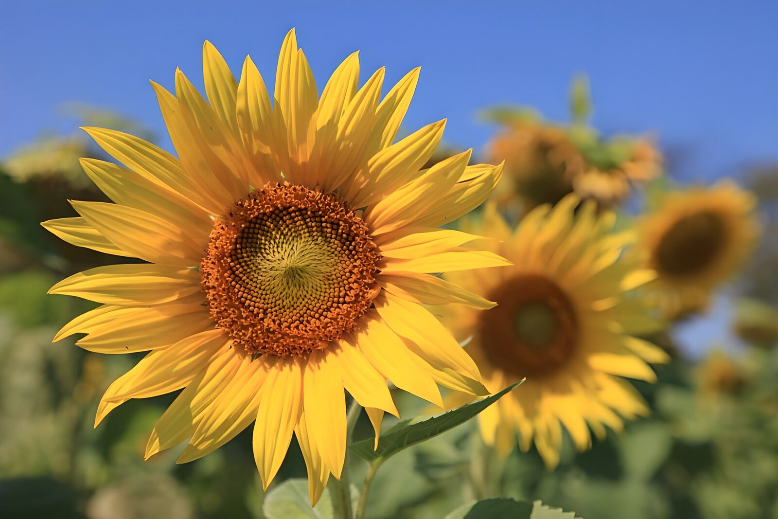 TPDE64839: unzählige winzige Blüten bilden gemeinsam  den Blütenstand der Sonnenblume