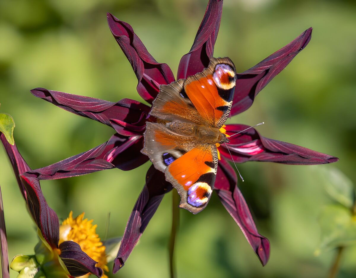 Schmetterling auf Blüte