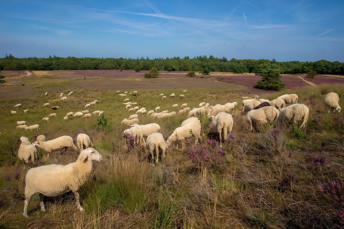 TPDE38107: Schafe in der blühenden Heide