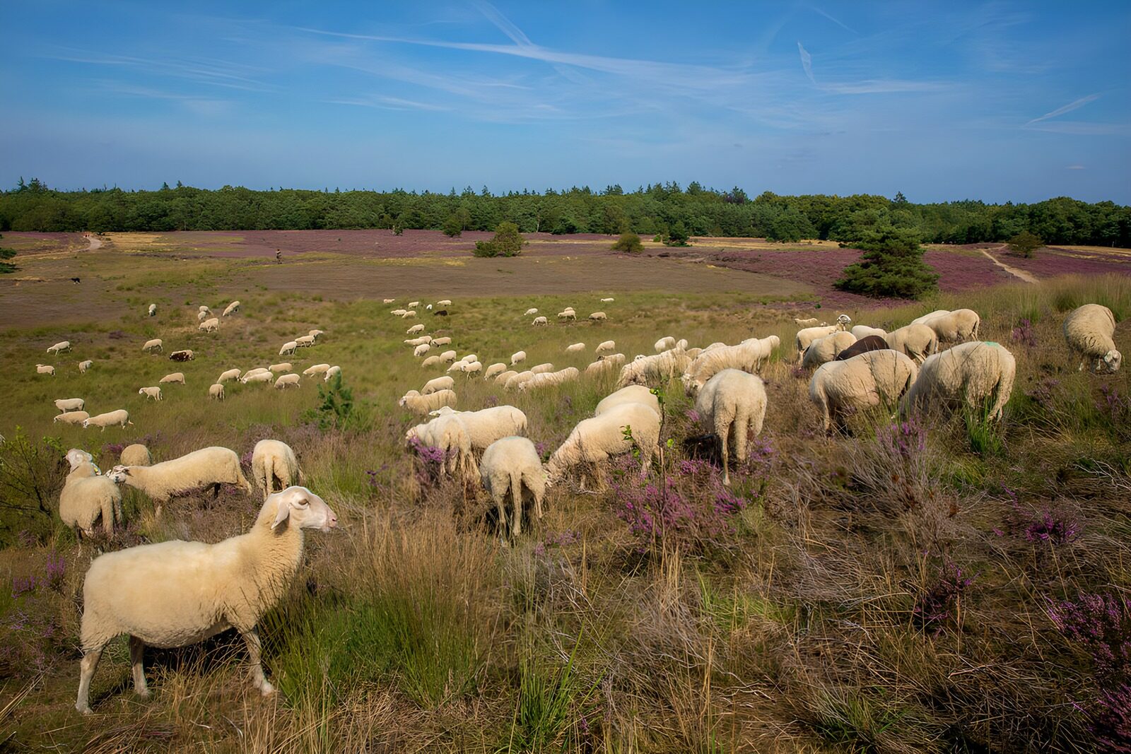 TPDE38107: Schafe in der blühenden Heide