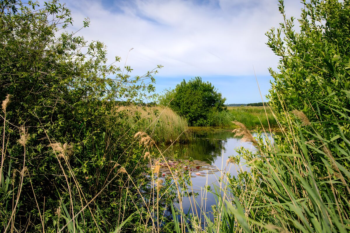 TPDE79039: Ruhiger Teich in der Natur