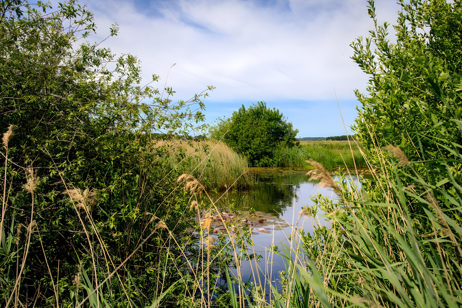 TPDE79039: Ruhiger Teich in der Natur