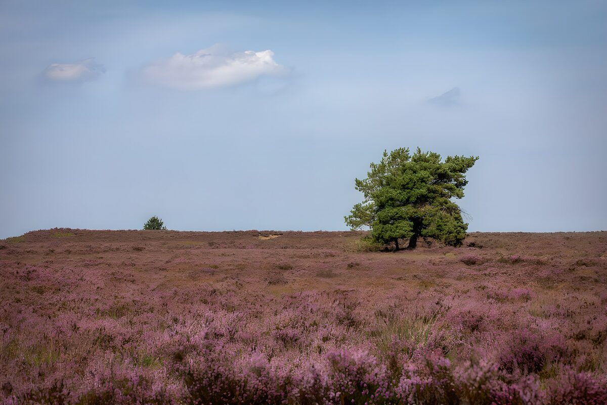 TPDE98402: Blühende Heide mit einsamem Baum