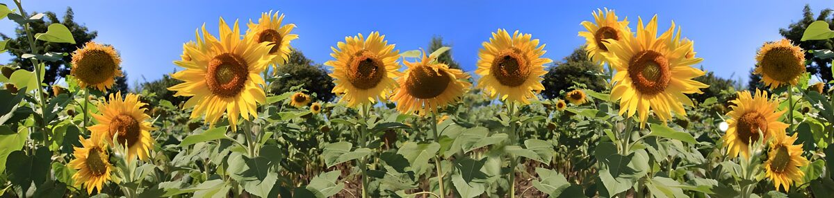 TPDE84092: Sonnenblumen, die in den schönsten Farben leuchten