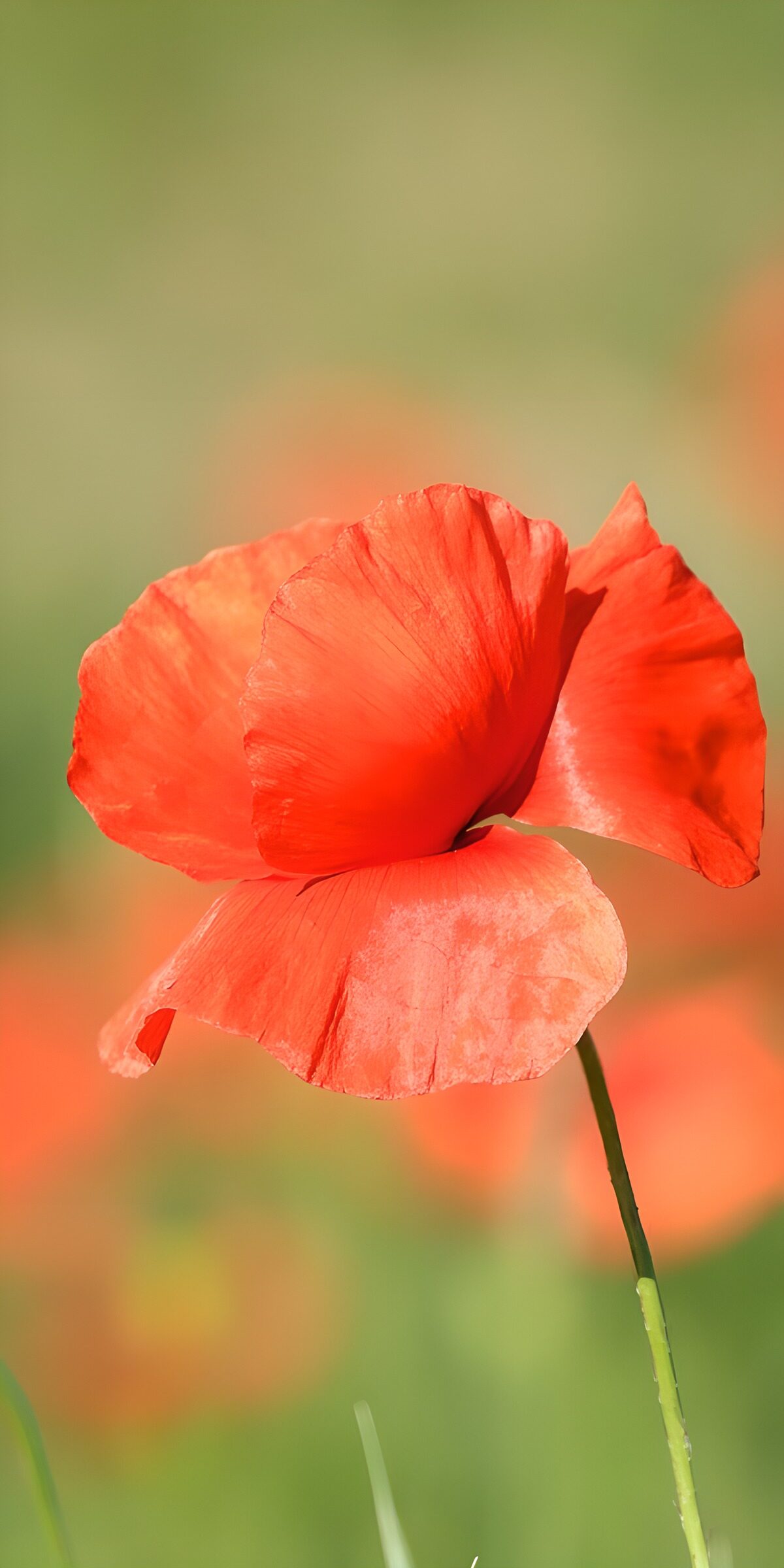 TPDE83709: Rote Mohnblume im Sonnenlicht