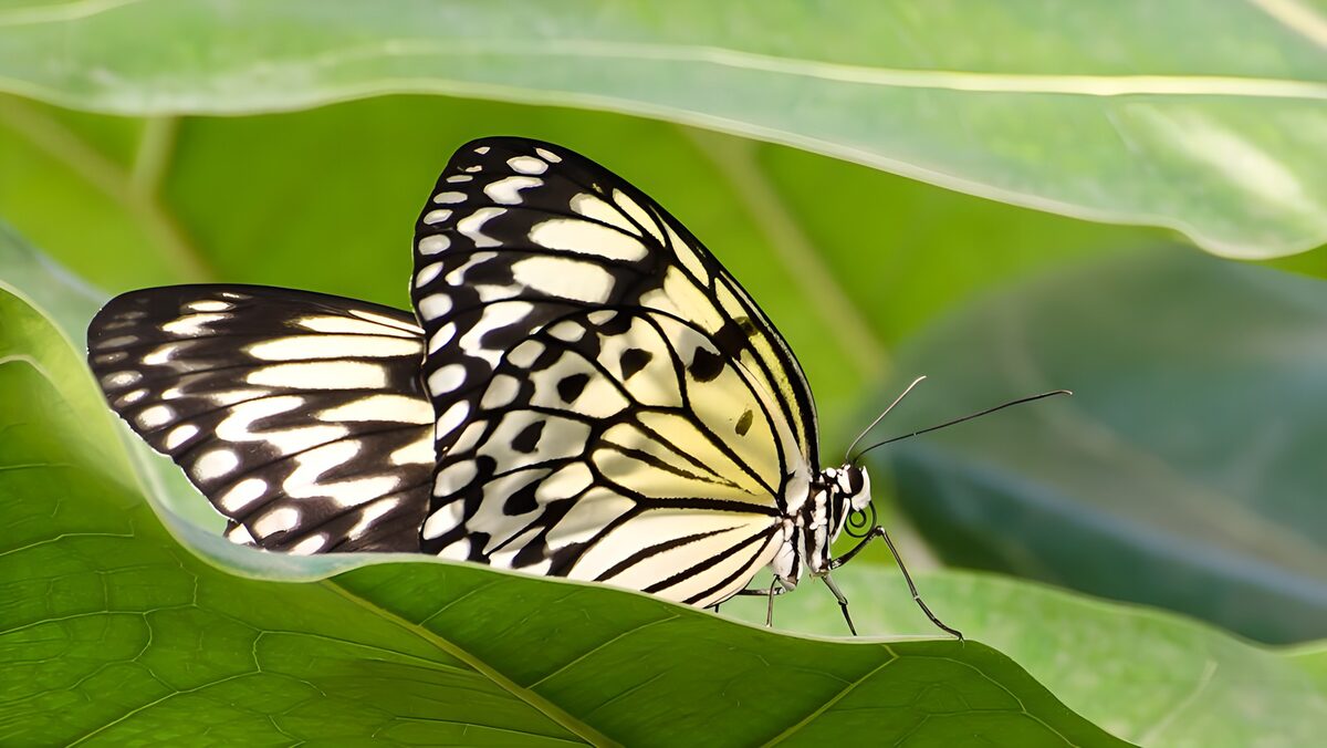 ein Weißling Schmetterling mit Farbscuppen in schwarz und weiß auf einem Blatt einer Pflanze