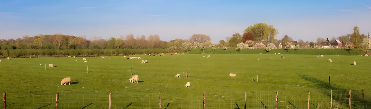 TPDE48108: Grüne Wiesen mit Schafen im Frühling