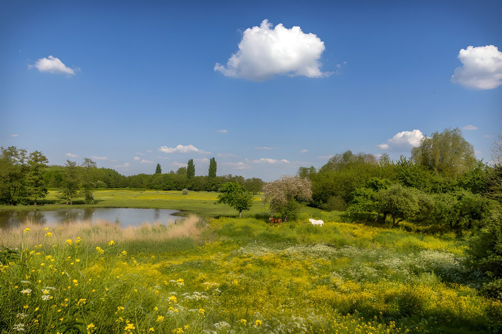 TPDE56560: Idylle am See im Frühling
