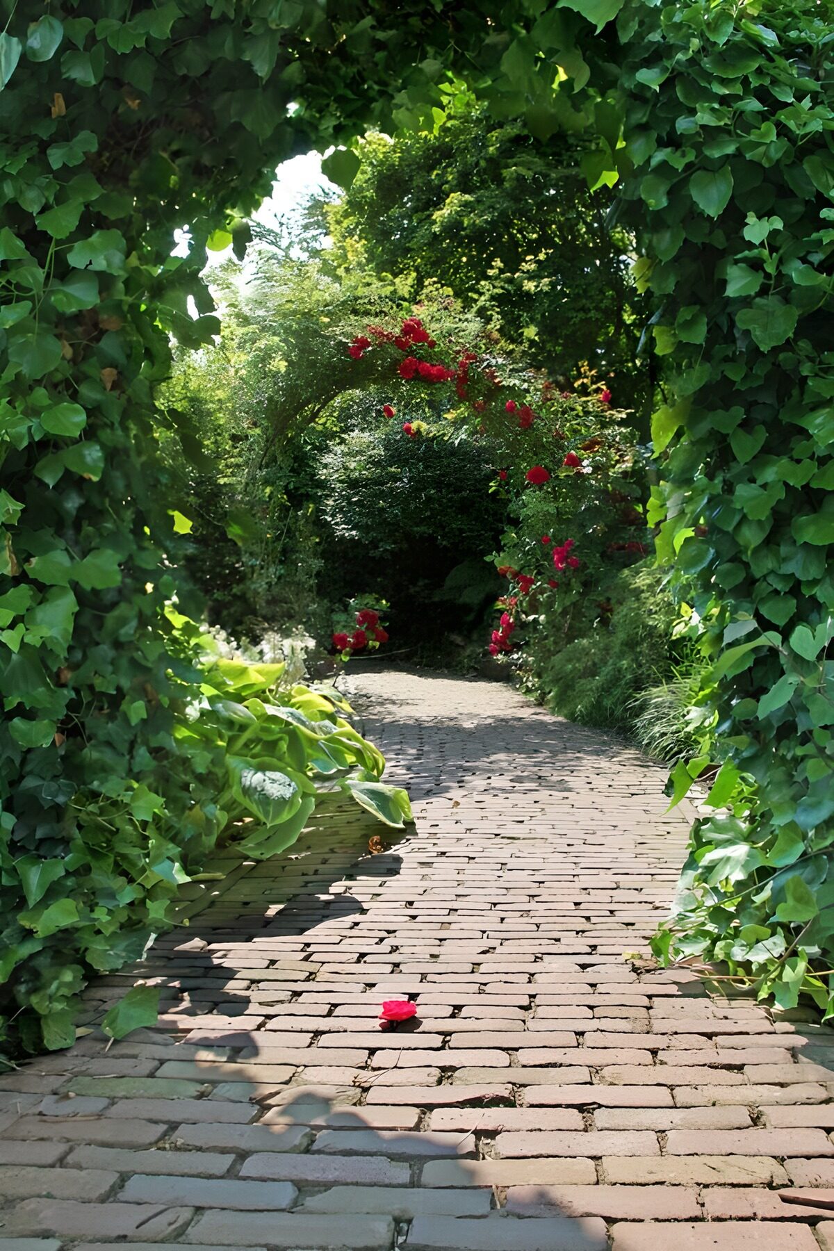 TPDE30833: schmaler Wanderweg mit Kletterpflanzen am Spalier