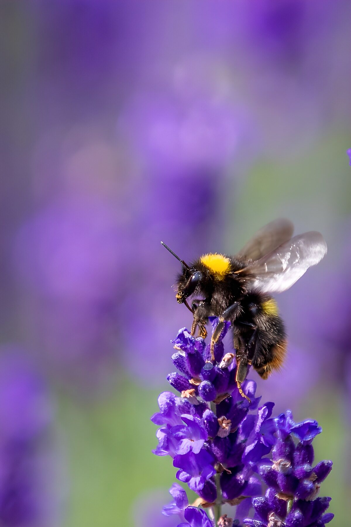 TPDE68506: Hummel auf Lavendelblüte