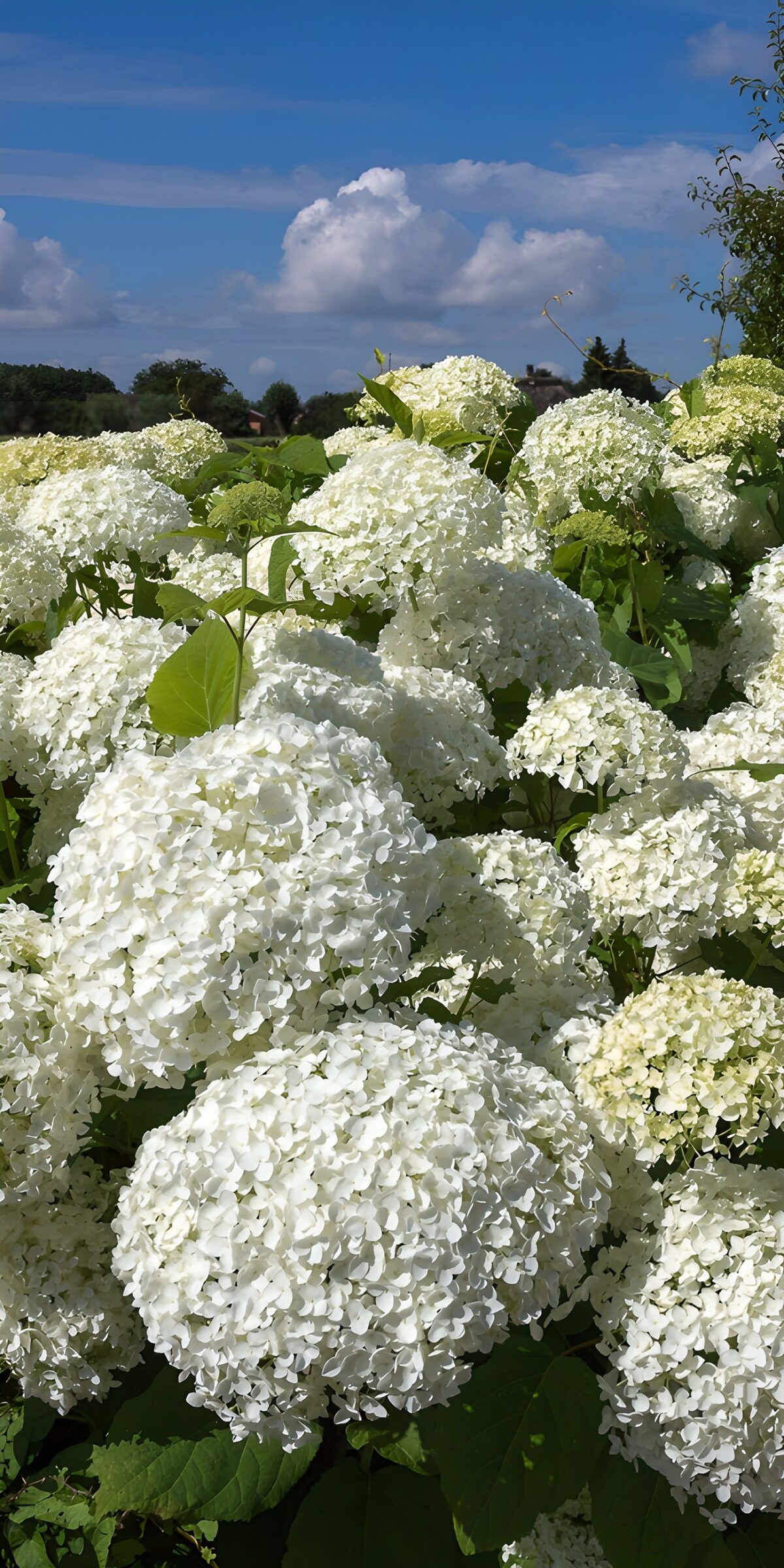 TPDE48822: Weiße Hortensien im Sonnenschein