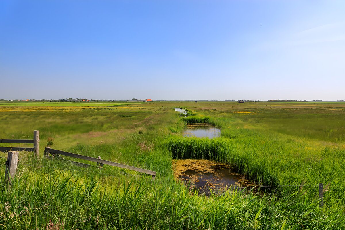 Idylle der Weite: Moorlandschaft im Sommer