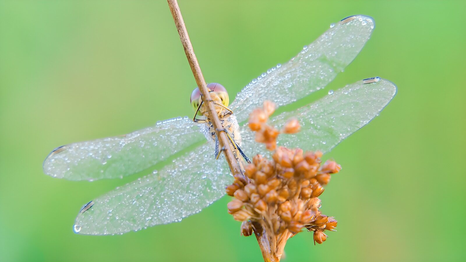 TPDE63002: weiße Libelle auf roten Blüten