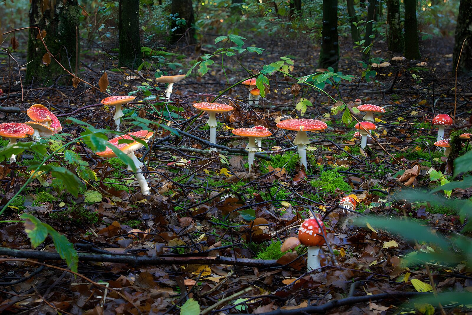 TPDE25521: Rote Fliegenpilze im Wald