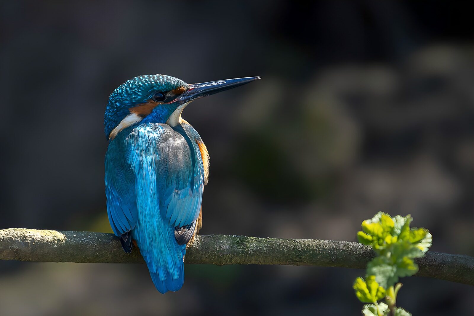 TPDE70251: Eisvogel auf einem Ast