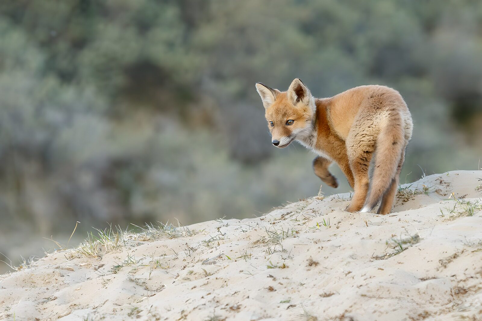 TPDE99416: Füchse in der Wildnis