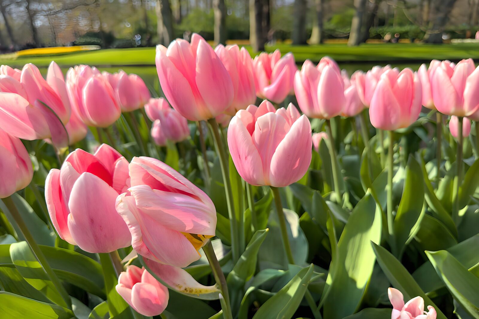 TPDE15797: Zarte pinke Tulpen im Frühling