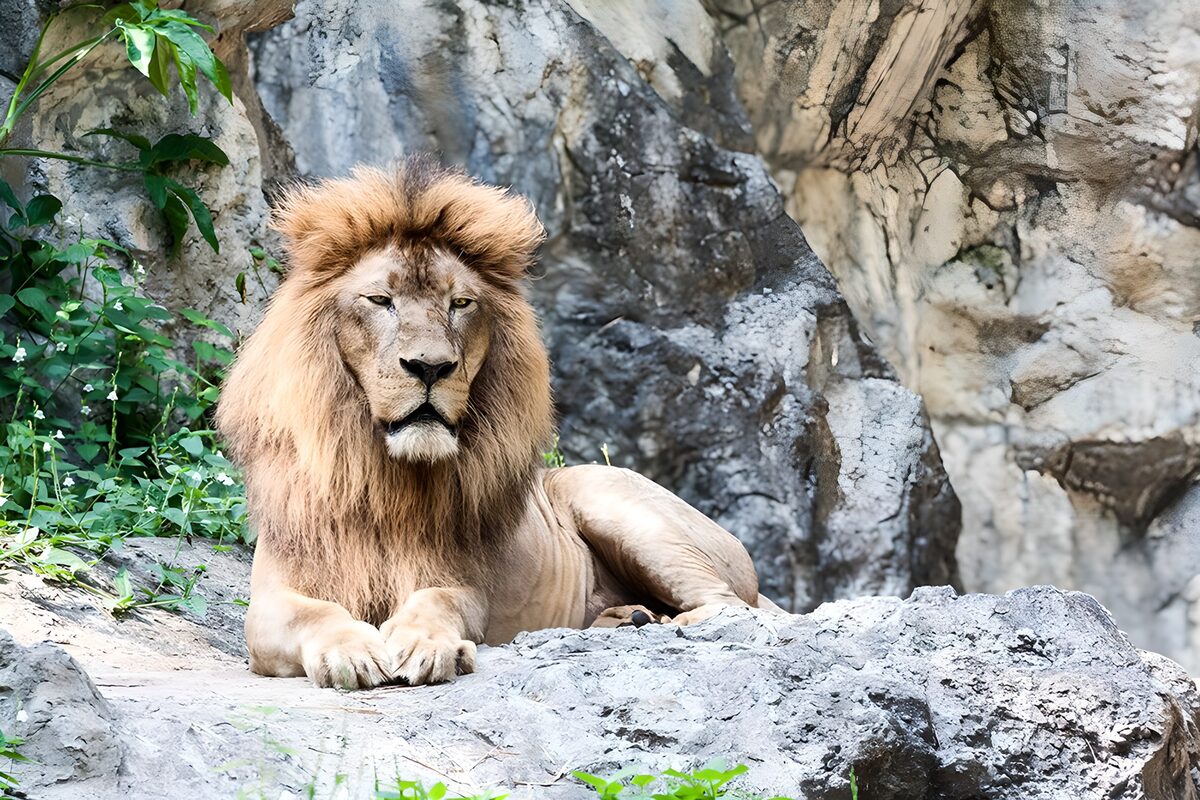 TPDE72632: Löwe ruht sich auf Felsen aus