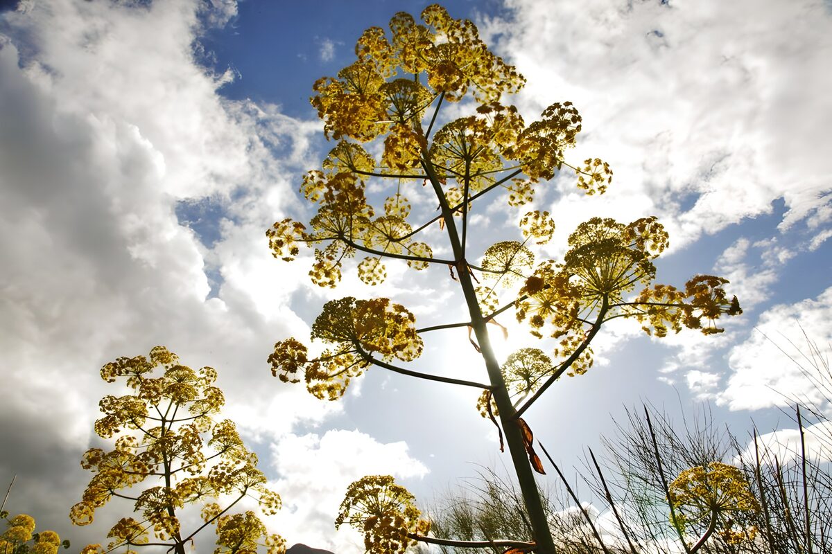 Wiesenkerbel und am Himmel weiße Wolken