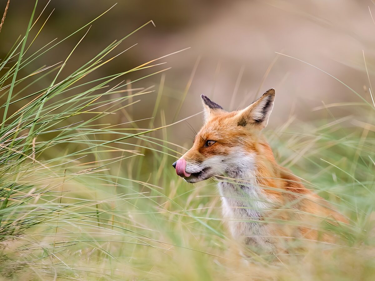 Rotfuchs zwischen Dünengras