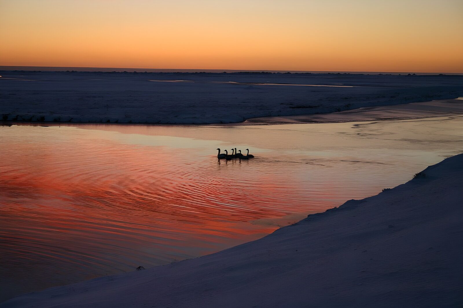 TPDE33883: Schwäne im Meer bei Sonnenuntergang im Winter
