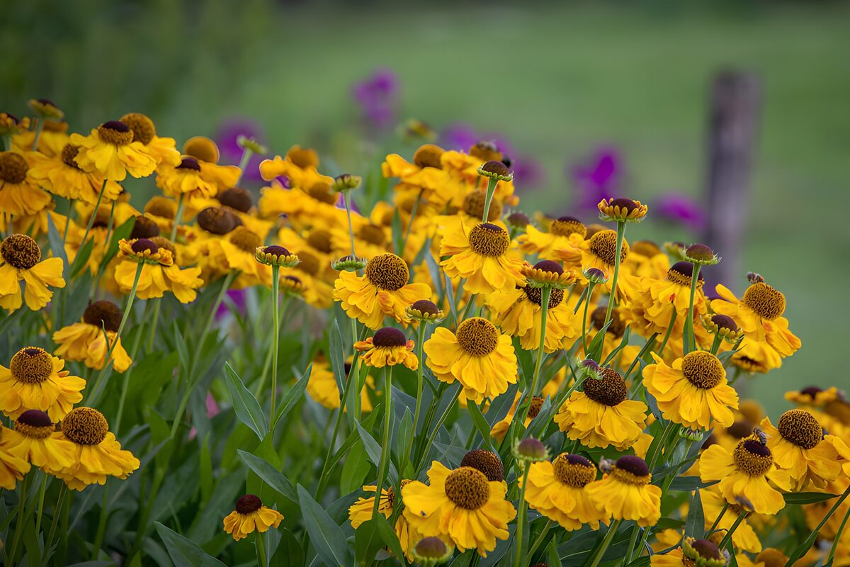 TPDE97153: Strahlende Gelbe Blumen im Garten
