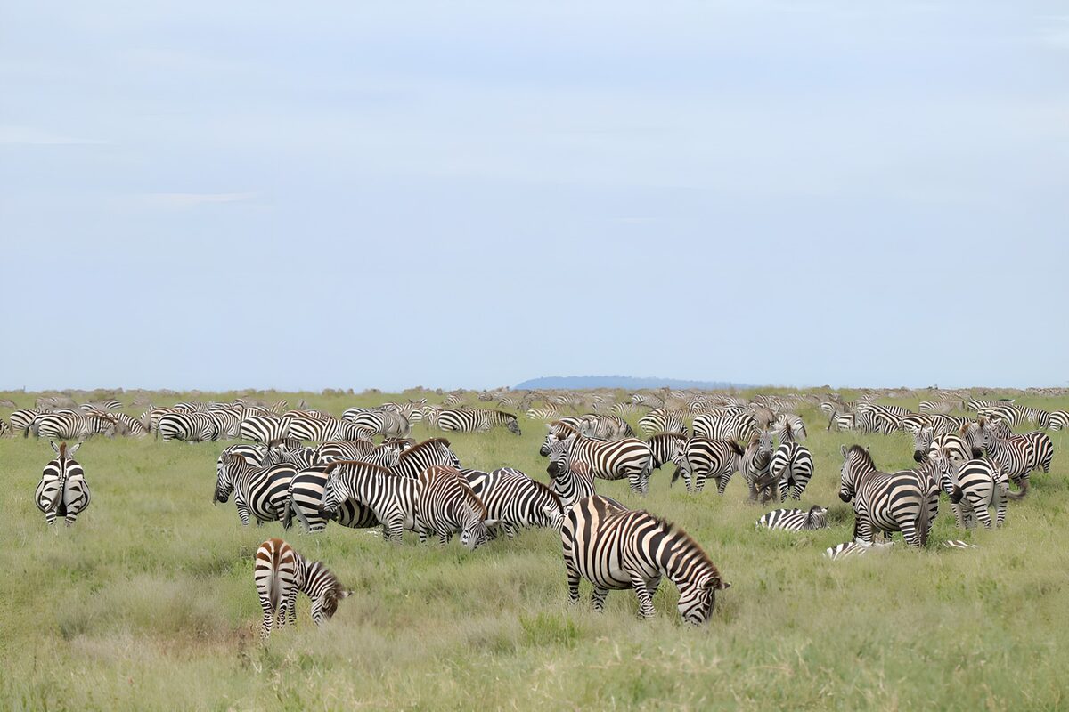 Zebras in der weiten Savanne