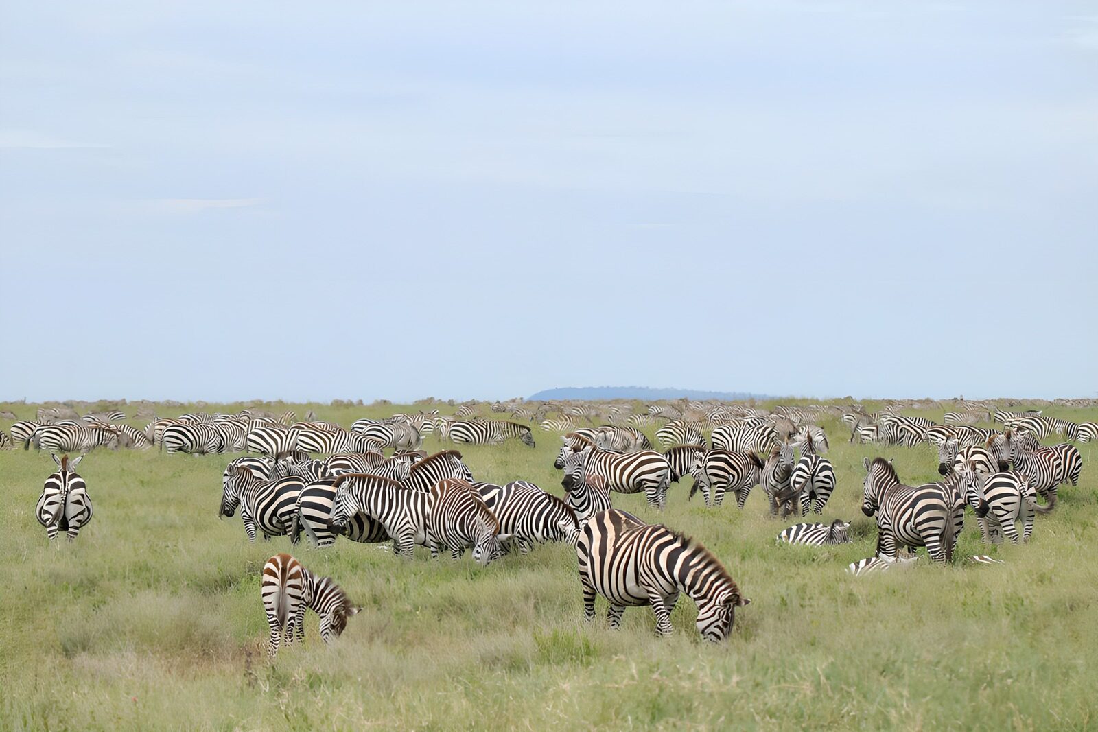 TPDE27490: Zebras in der weiten Savanne