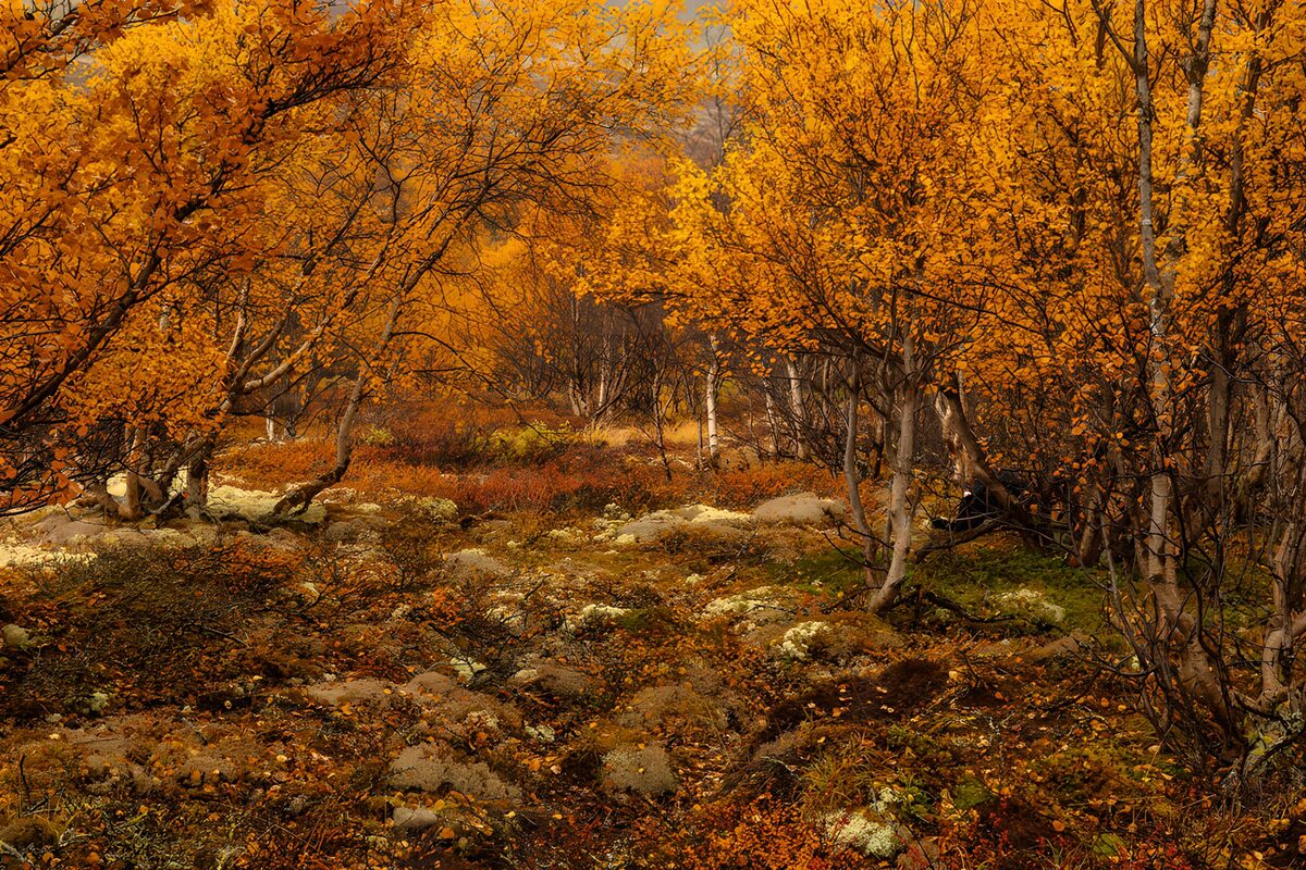 Herbstliche Farben im Wald