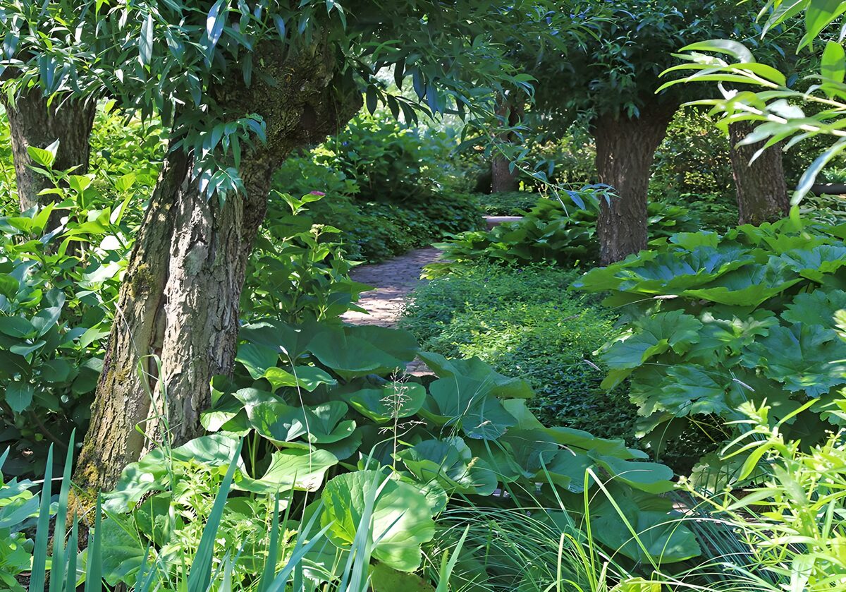TPDE85190: ein Pfad durch einen Naturgarten