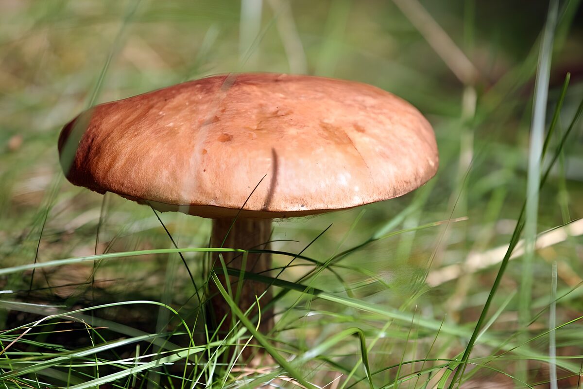 TPDE33505: Edler Steinpilz im Gras