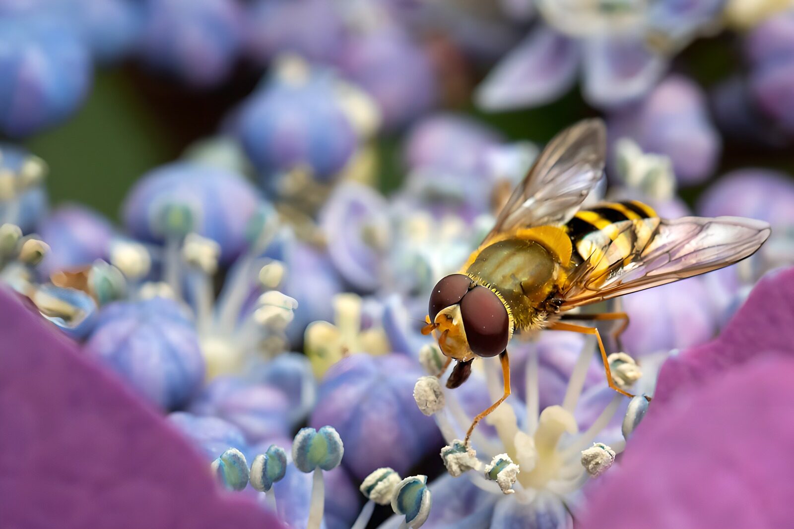 TPDE53699: Biene auf lila Blüten