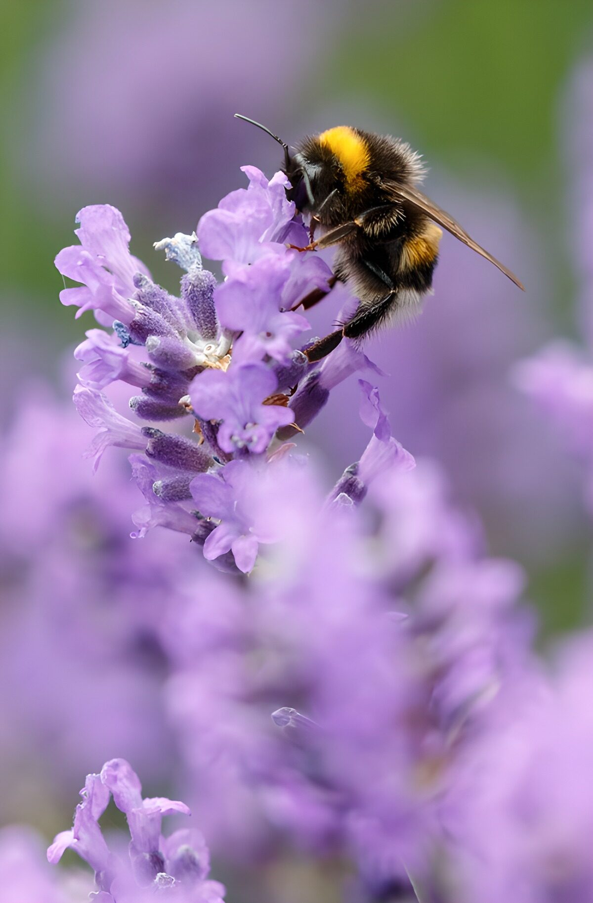 TPDE27693: Honigbiene auf Lavendelblüte
