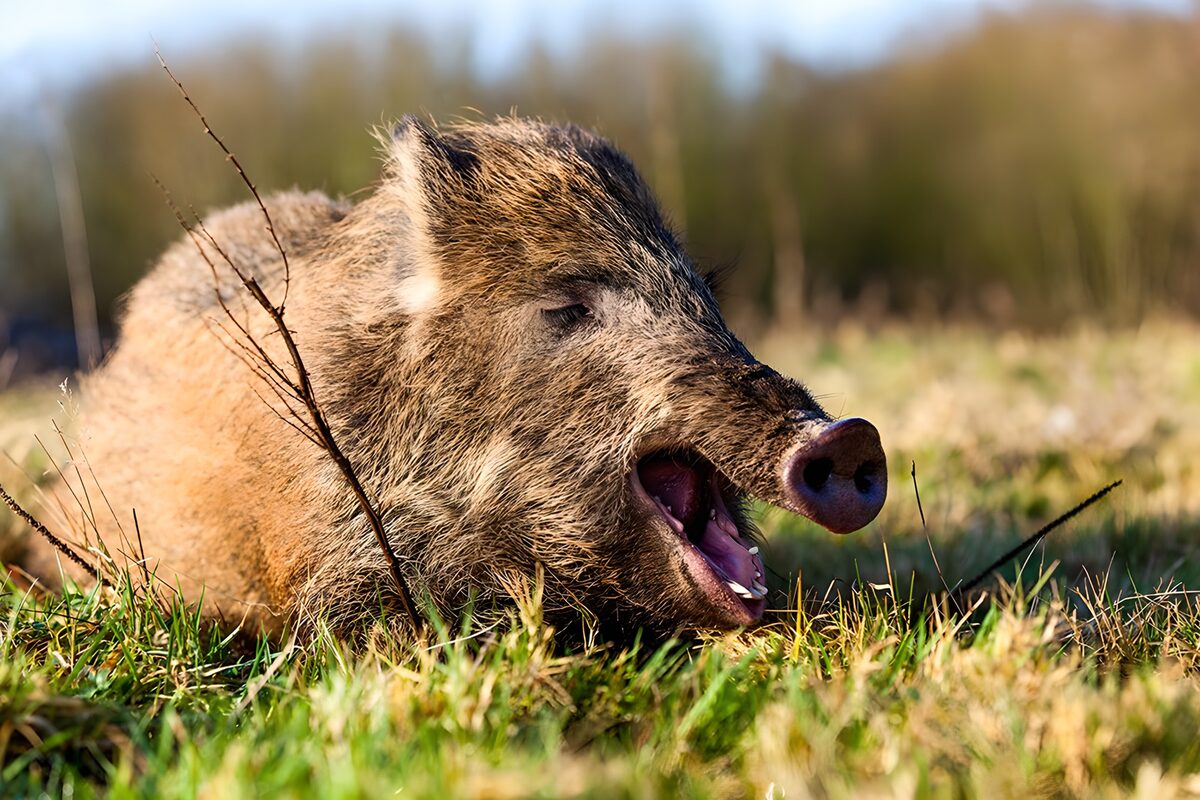 TPDE45967: Wildschwein am Waldrand