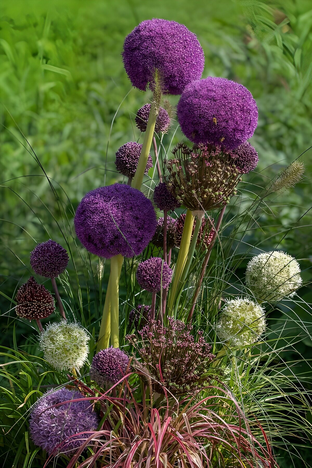 TPDE87499: Bunte Alliumblüten im Garten
