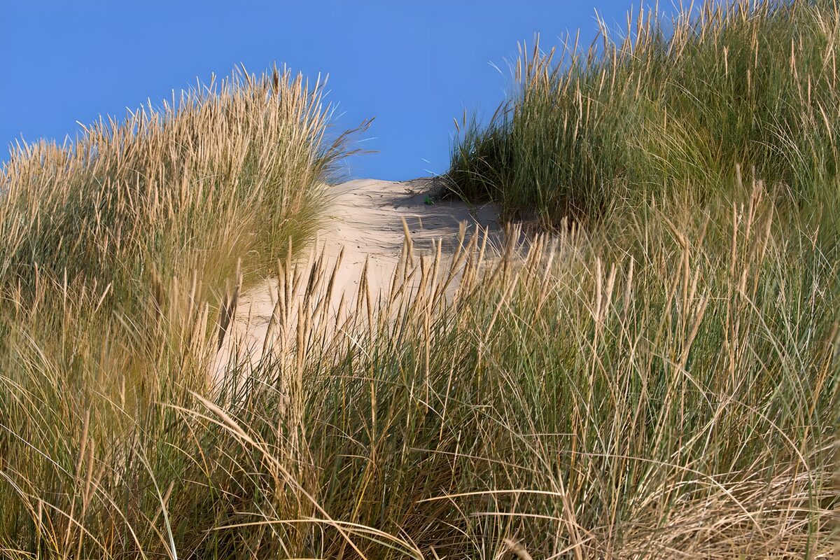 TPDE35049: Strandhafer auf Dünen